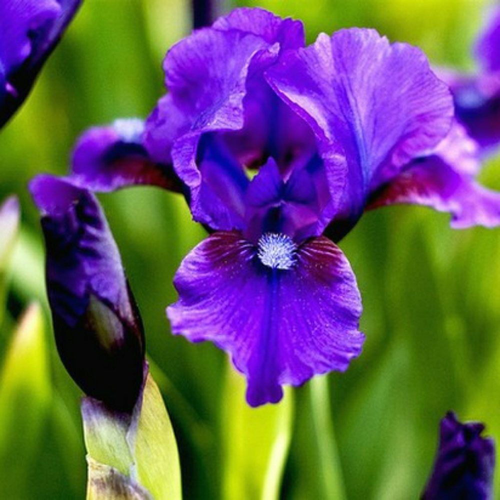 Meet your Posher, Bonnie